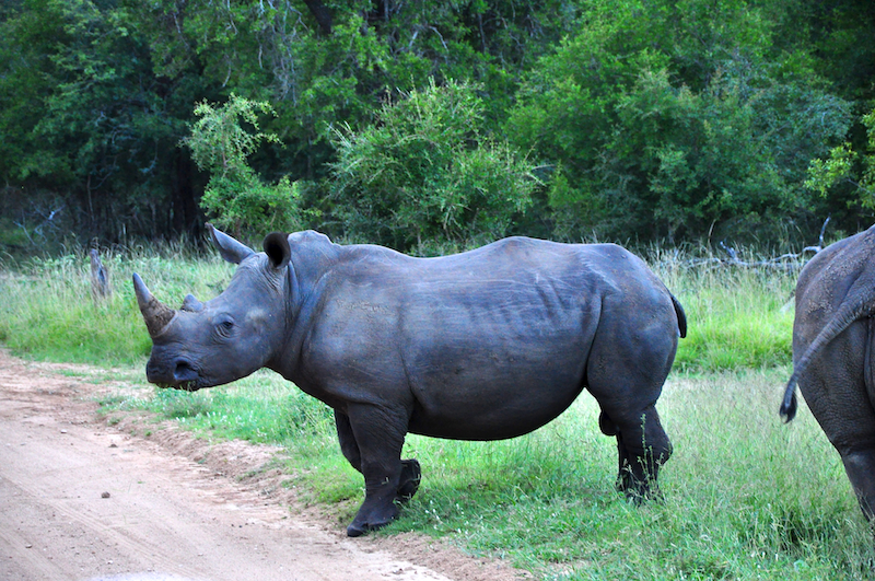 Melanie Heinrich - travel images - Lion Sands Private game reserver Hazyview